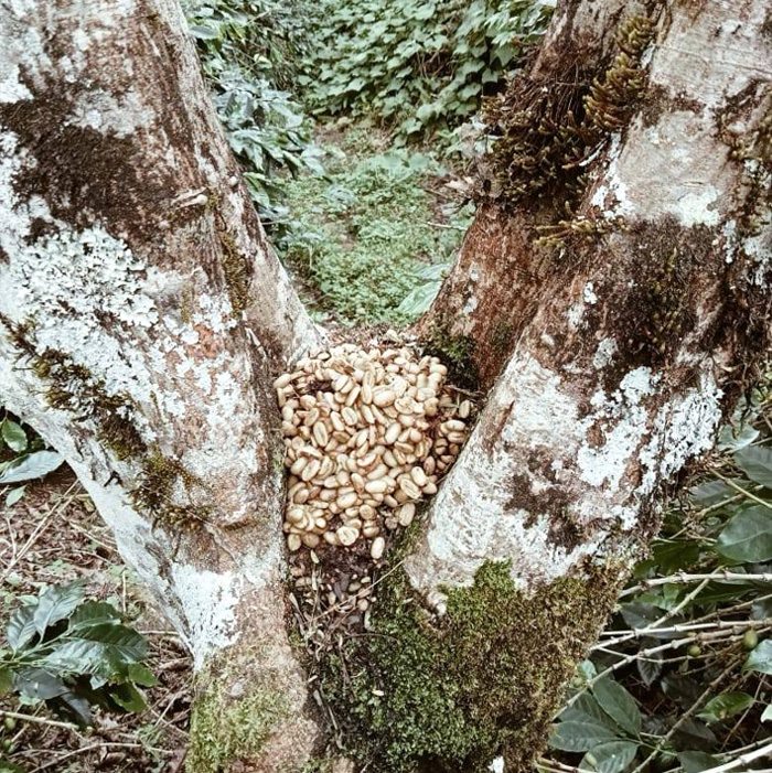 “インドネシア認証の正規ルート輸入豆